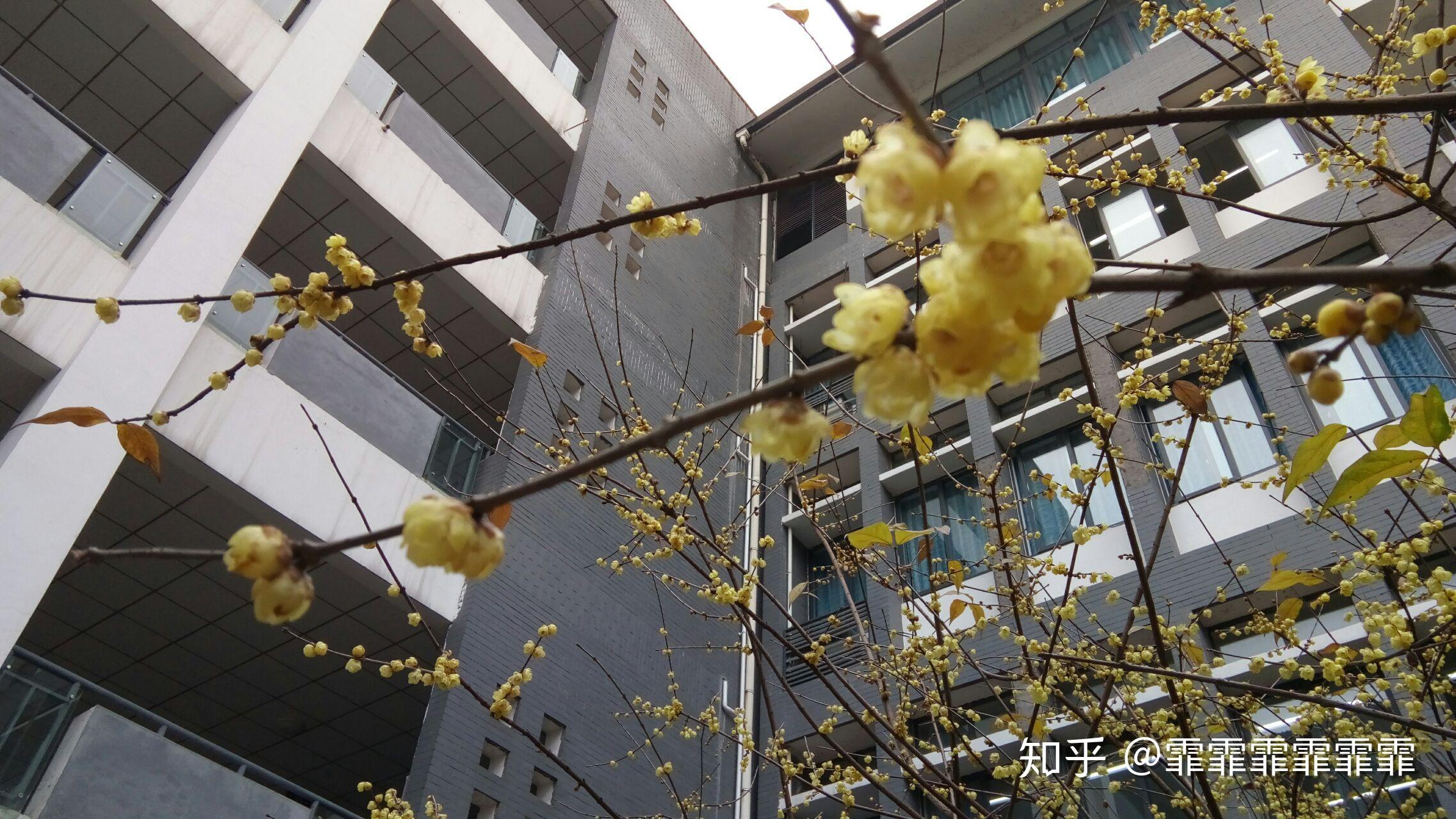 哈兰德泸州老窖天府中学细节曝光(四川省泸州市泸州老窖天府中学官网)|波音体育app